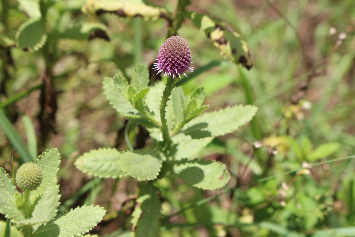 Sphaeranthus indicus L.